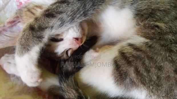6-12 months Male Mixed Breed Tabby