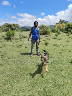 6-12 months Male Purebred German Shepherd