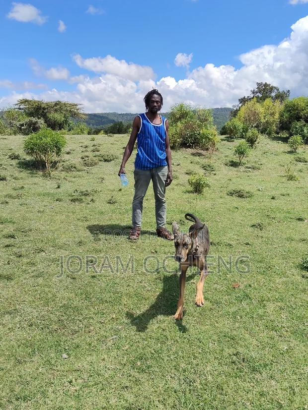 Dog Training - main view