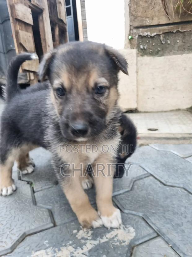 1-3 months Male Purebred German Shepherd