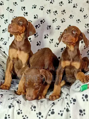 1-3 months Male Purebred Doberman Pinscher