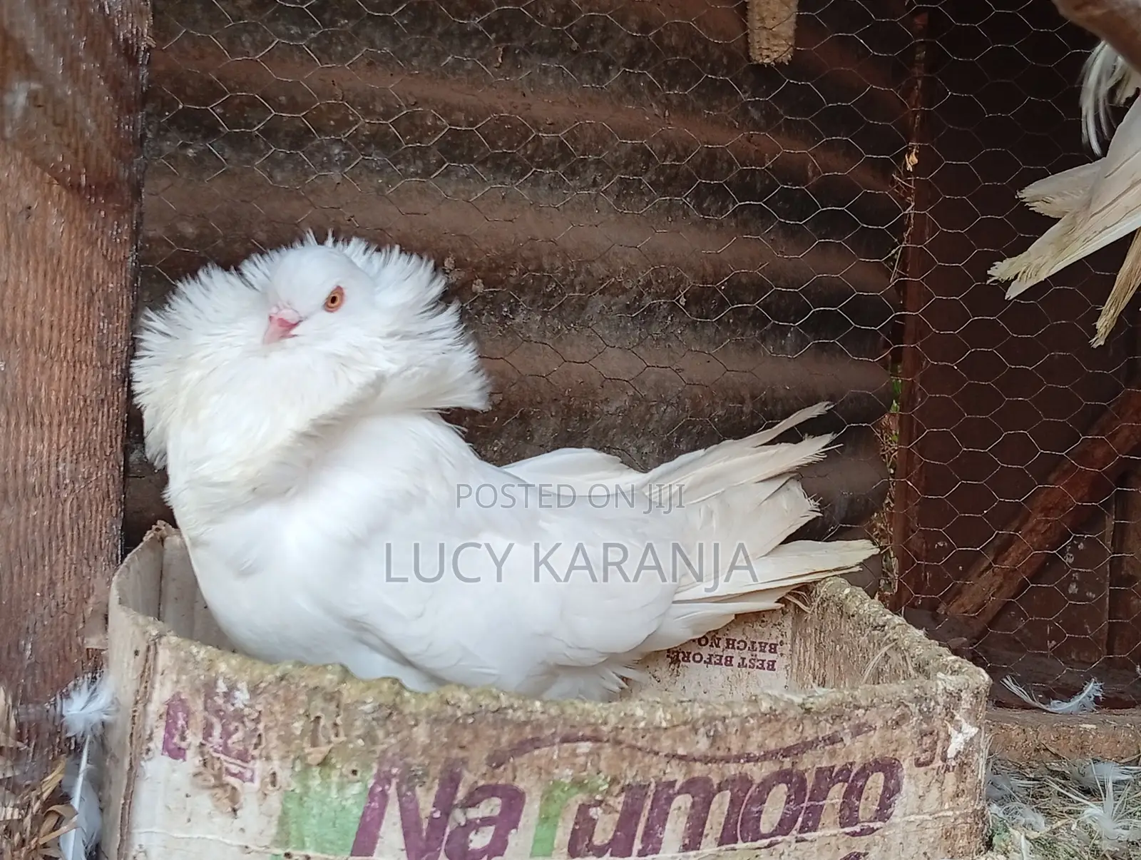 Farm Birds