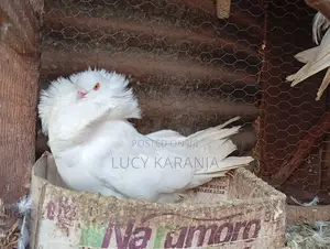 Farm Birds