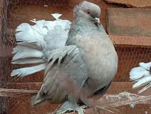 Farm Birds