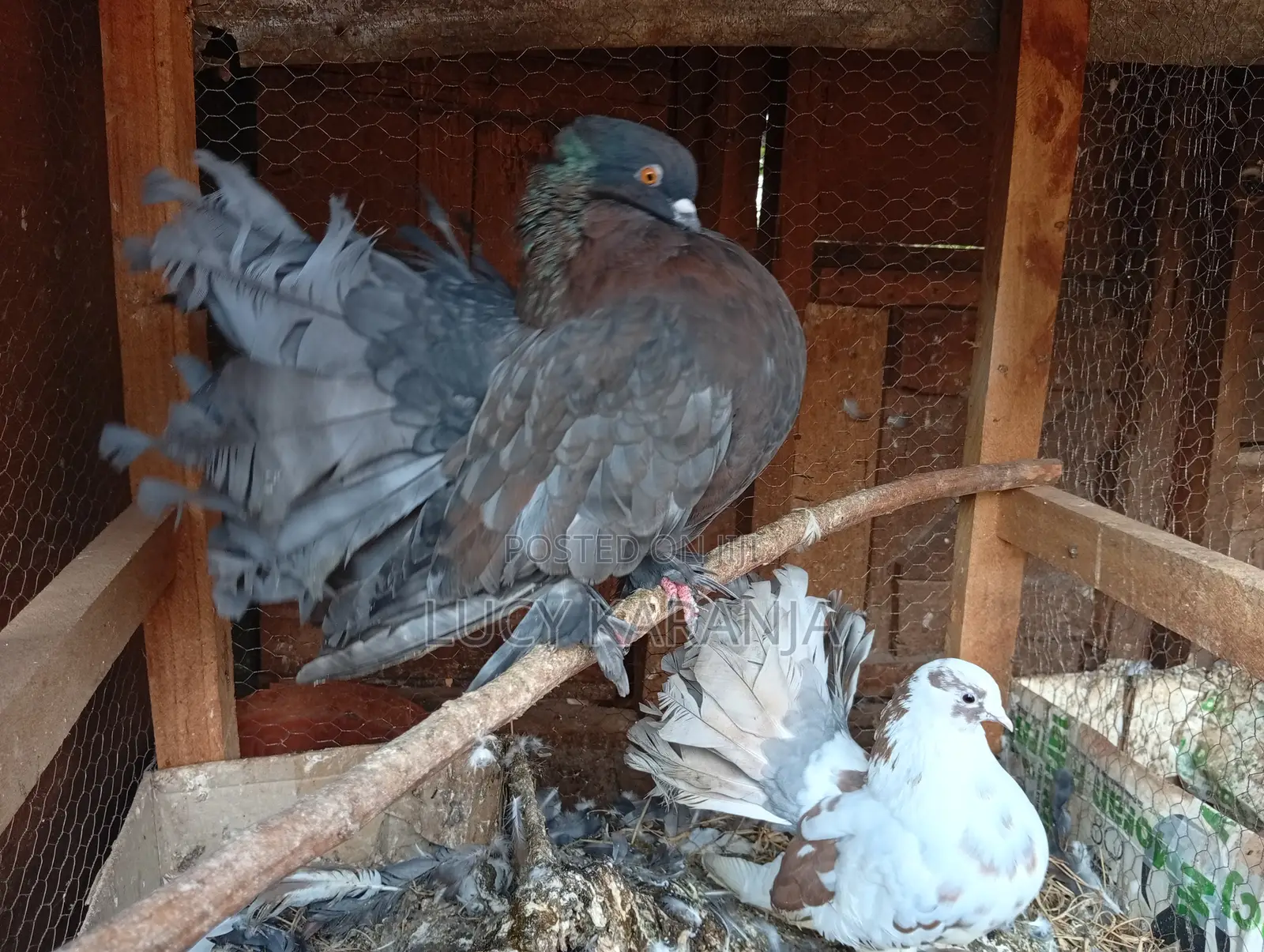 Farm Birds