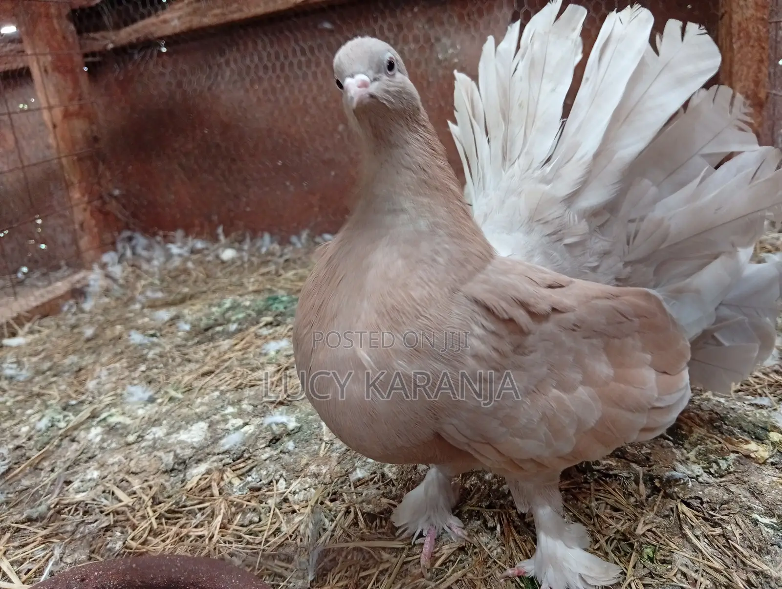 Farm Birds