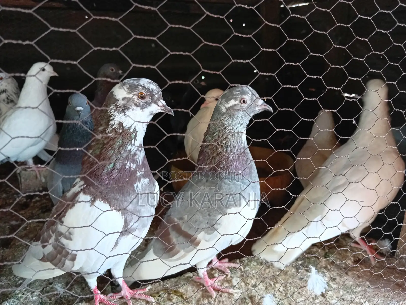 Farm Birds