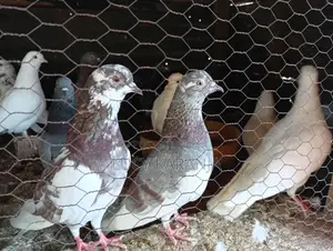 Farm Birds