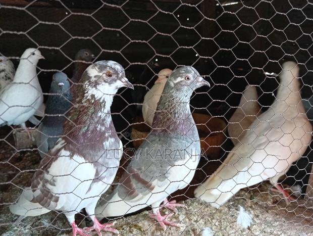 Farm Birds - thumbnail 5
