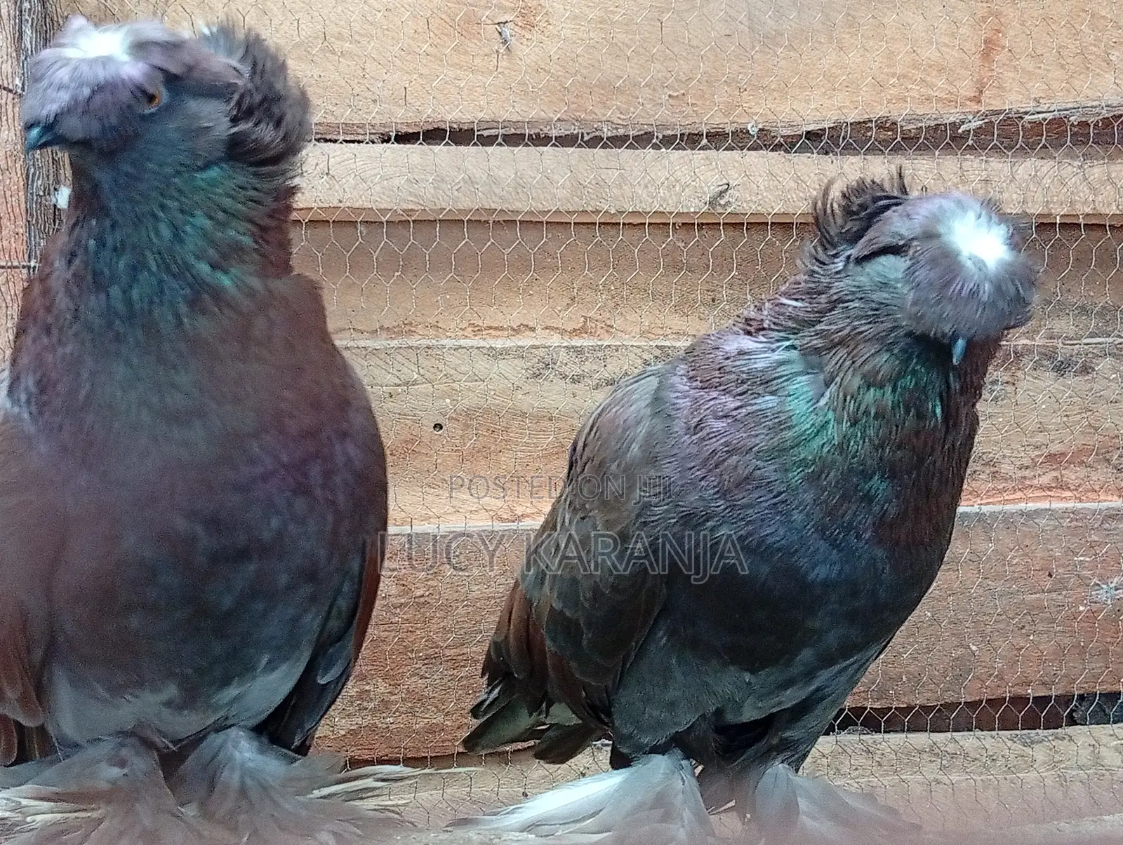 Farm Birds