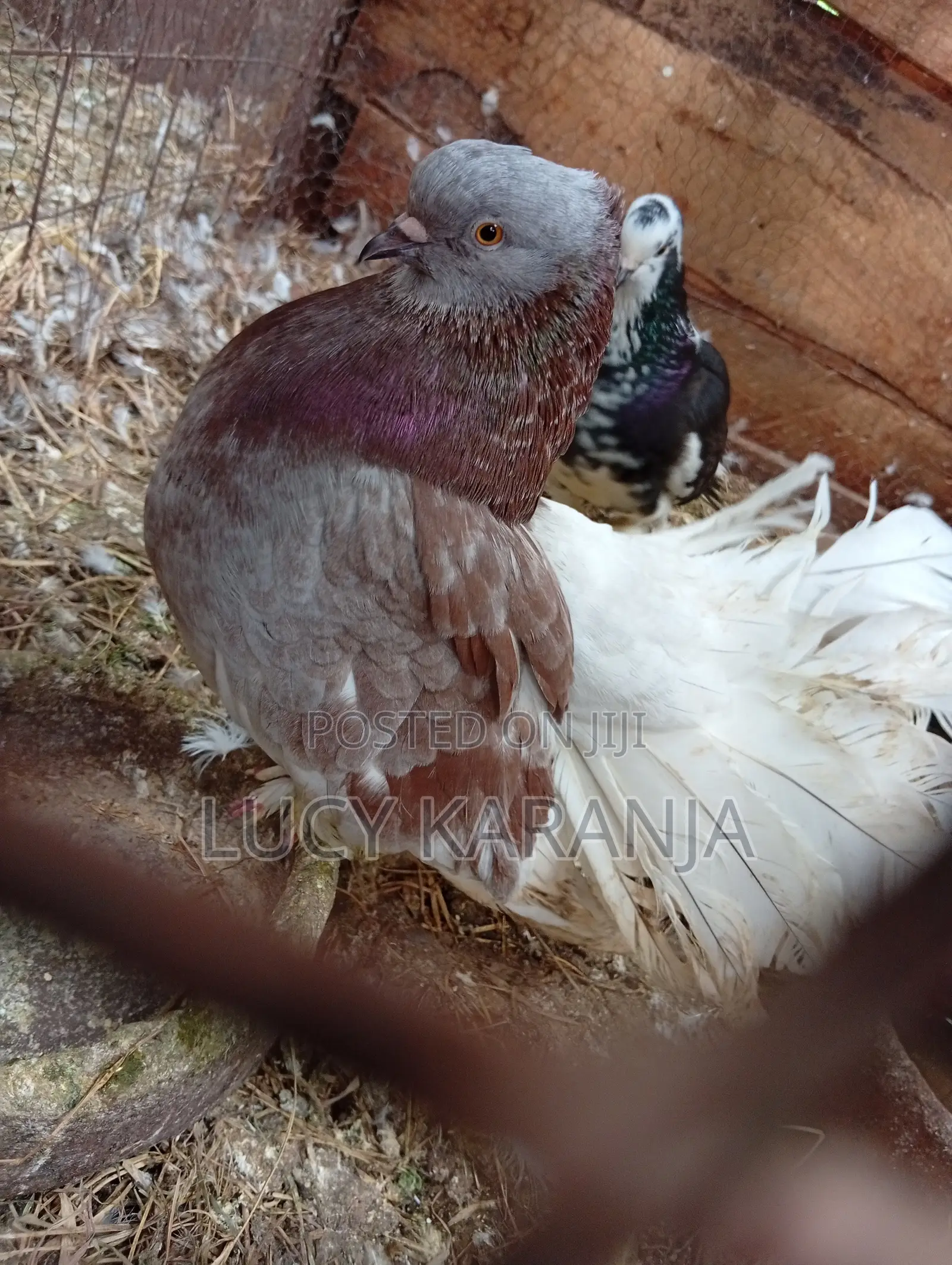 Farm Birds