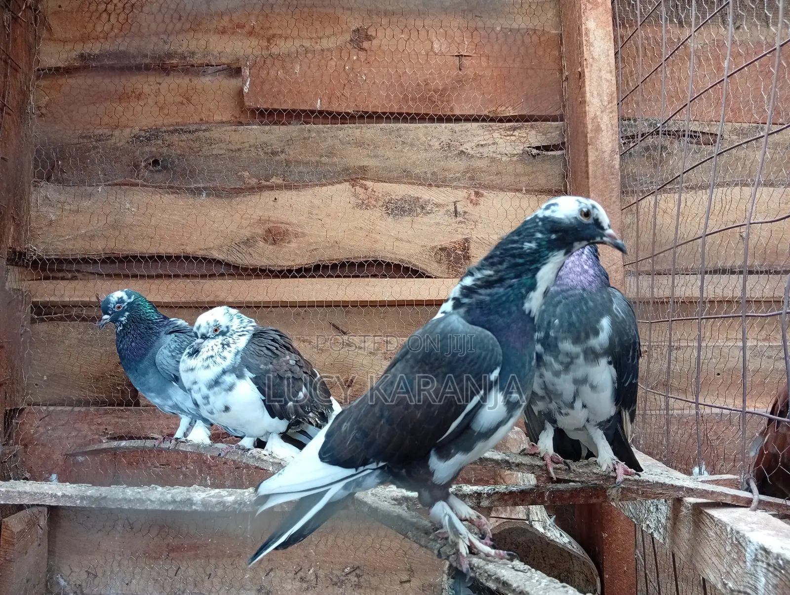 Farm Birds