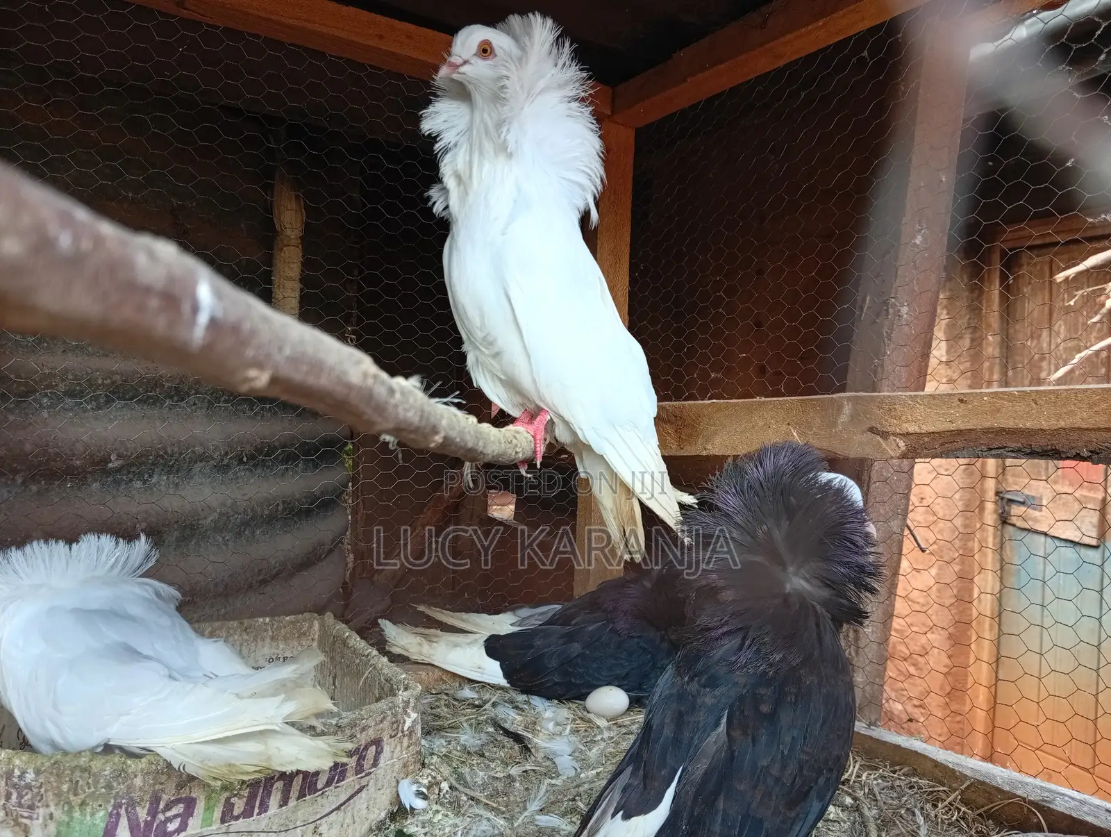 Farm Birds