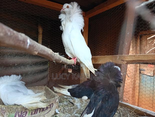 Farm Birds - thumbnail 8