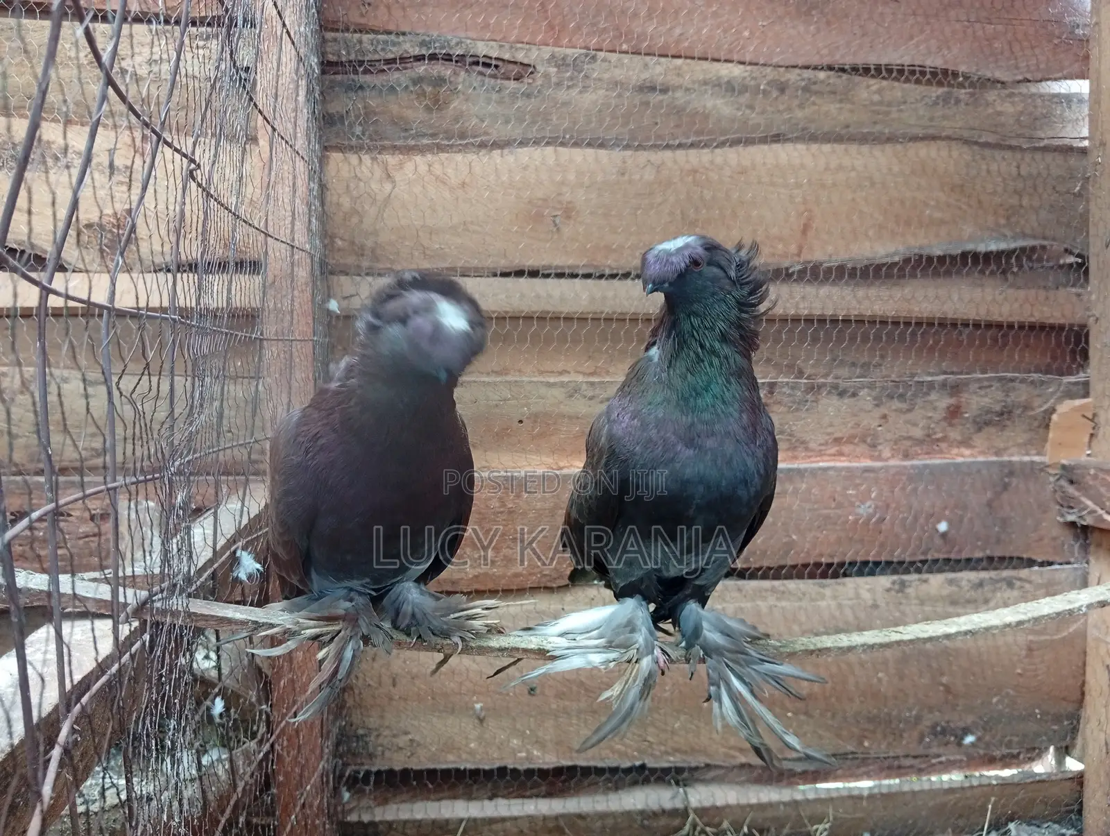 Farm Birds
