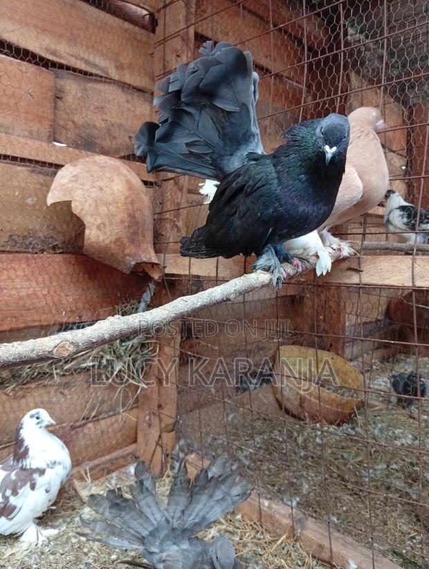 Farm Birds - thumbnail 13
