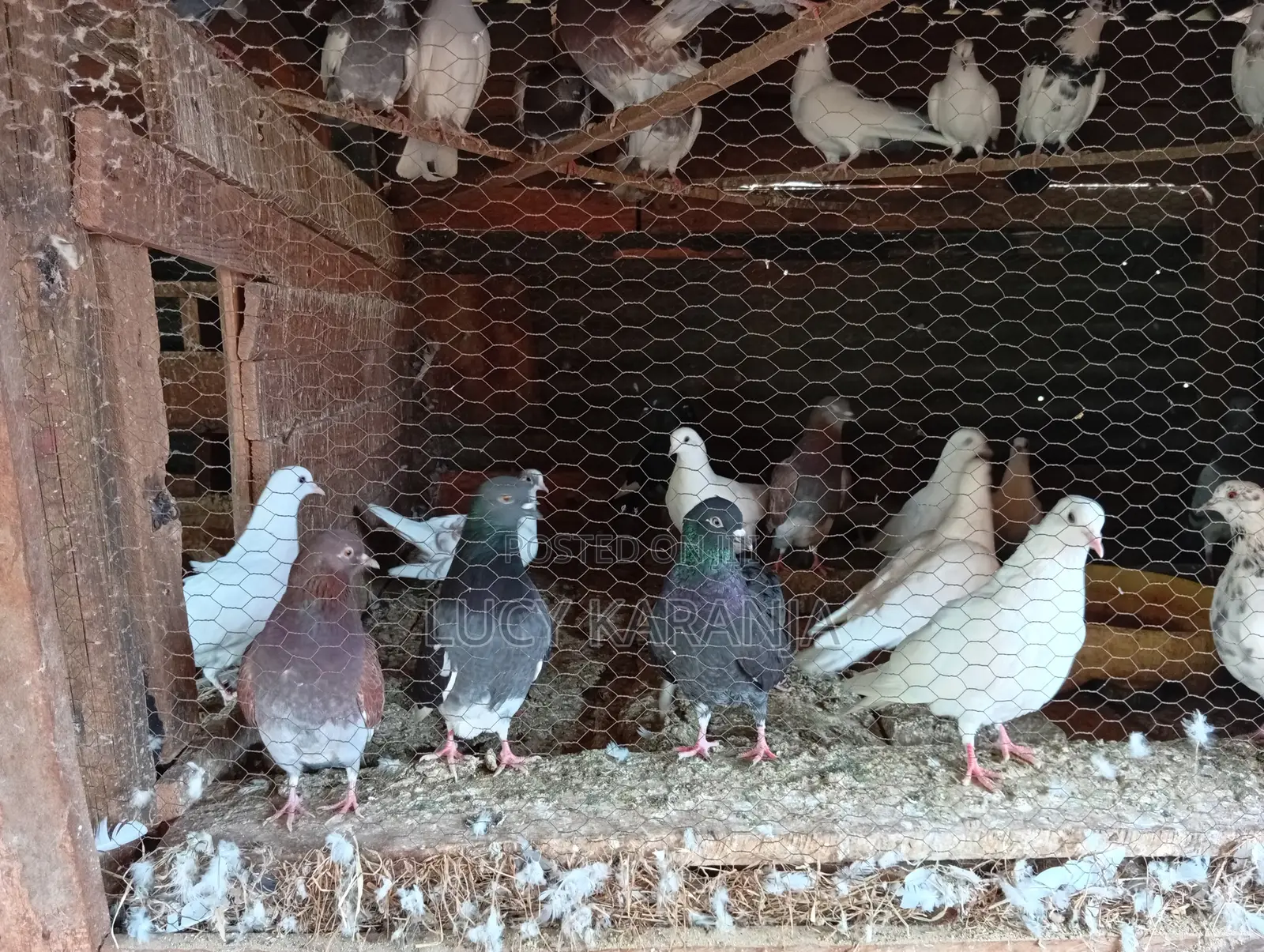 Farm Birds