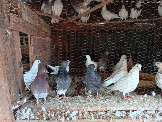 Farm Birds - thumbnail 11