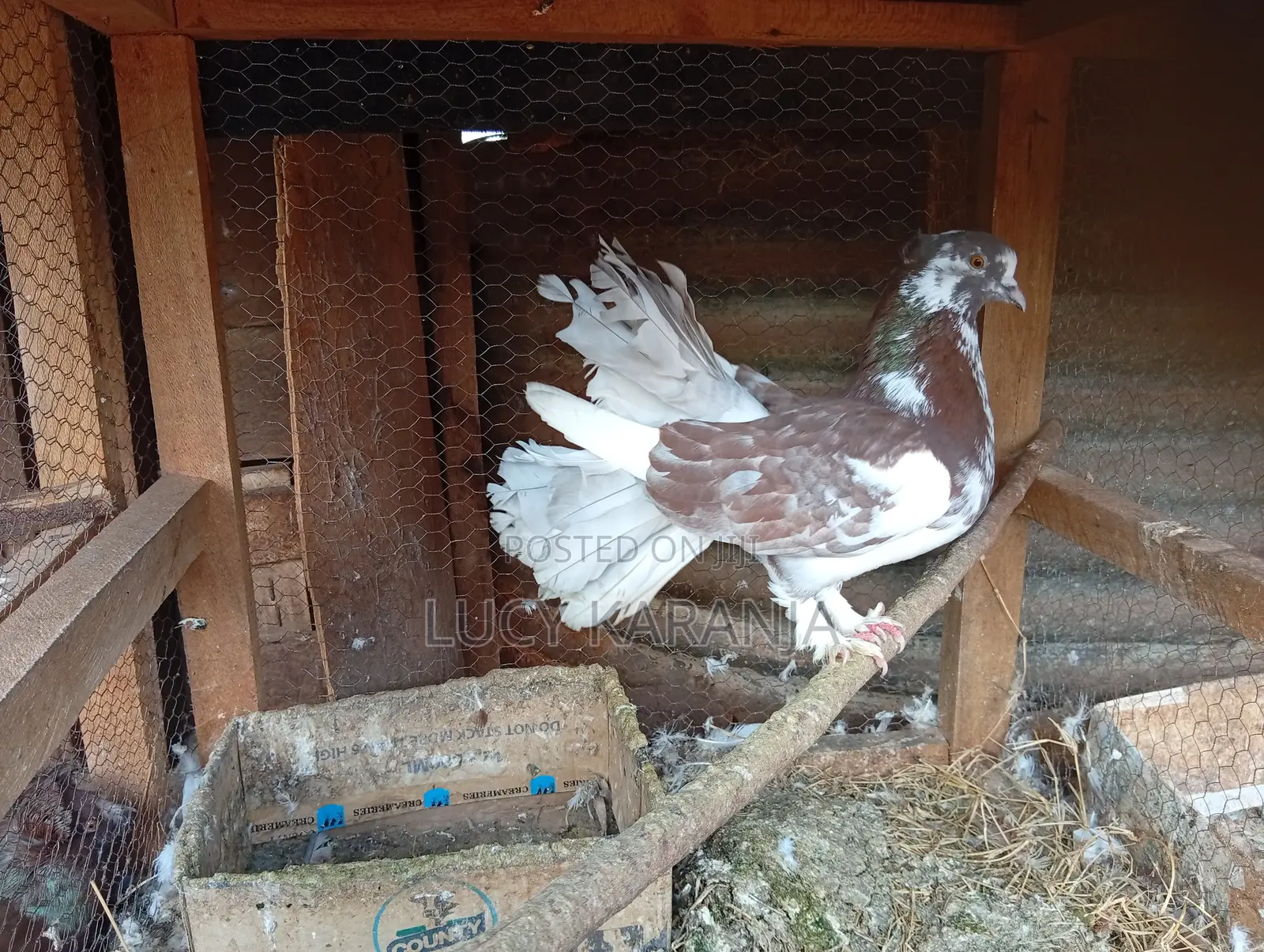 Farm Birds