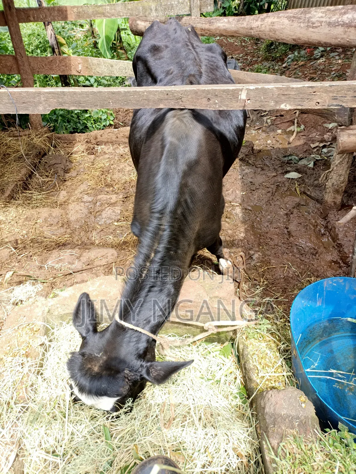 Freshian Cow 2 Months Incalf Selling at 95000