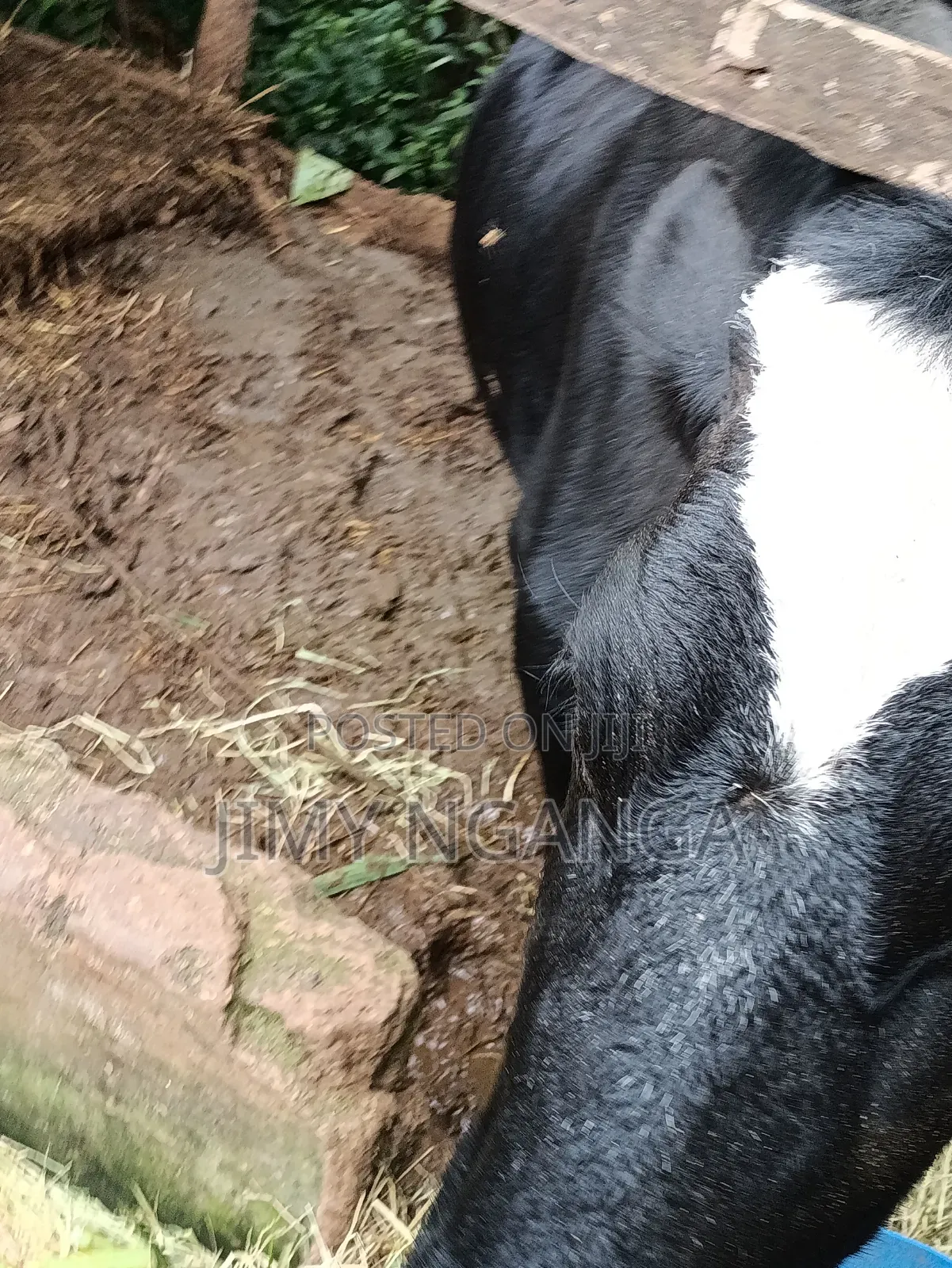 Freshian Cow 2 Months Incalf Selling at 95000