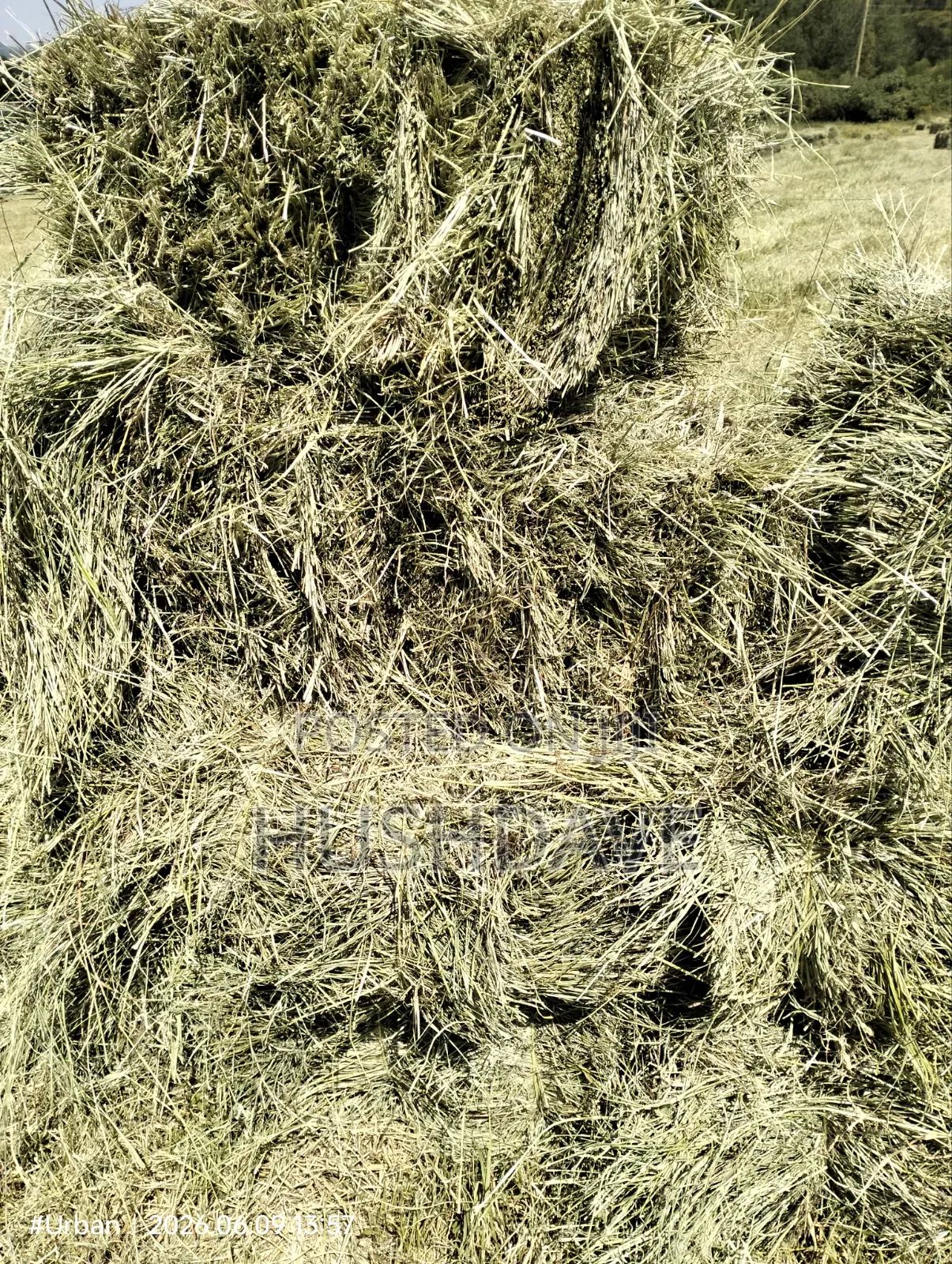 Boma Rhodes Hay Price Ranges