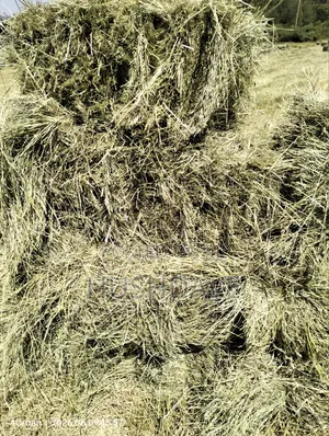 Boma Rhodes Hay Price Ranges