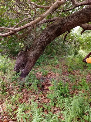 1.5 Acres in Kinondo Diani for Low Price Sale!