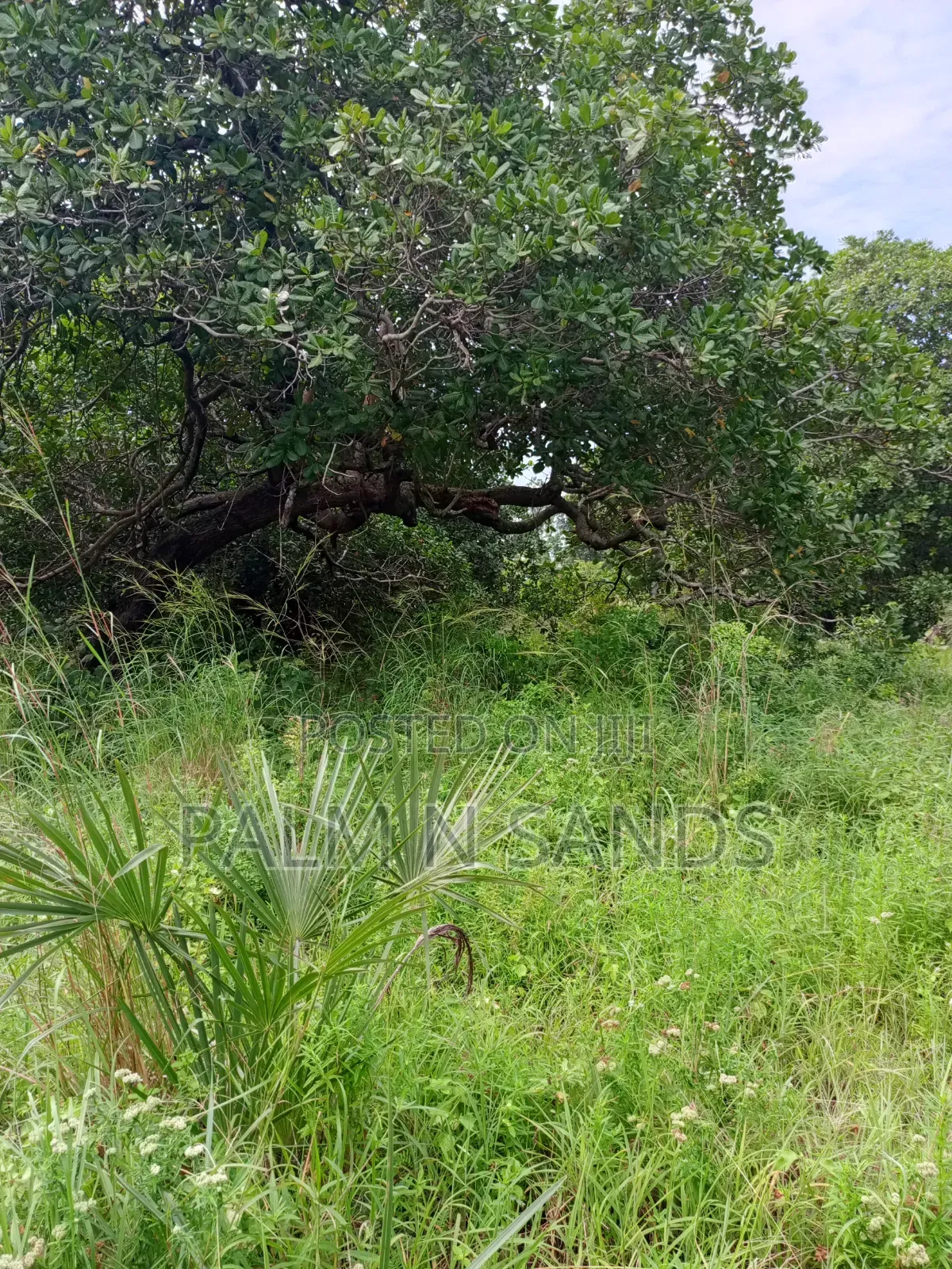 1.5 Acres in Kinondo Diani for Low Price Sale!