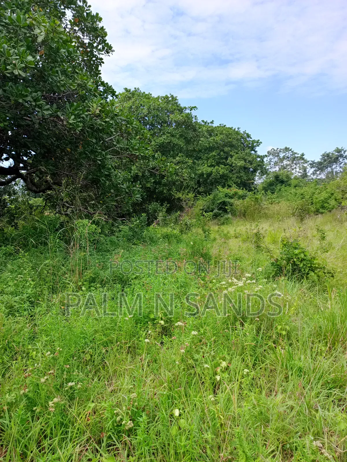 1.5 Acres in Kinondo Diani for Low Price Sale!