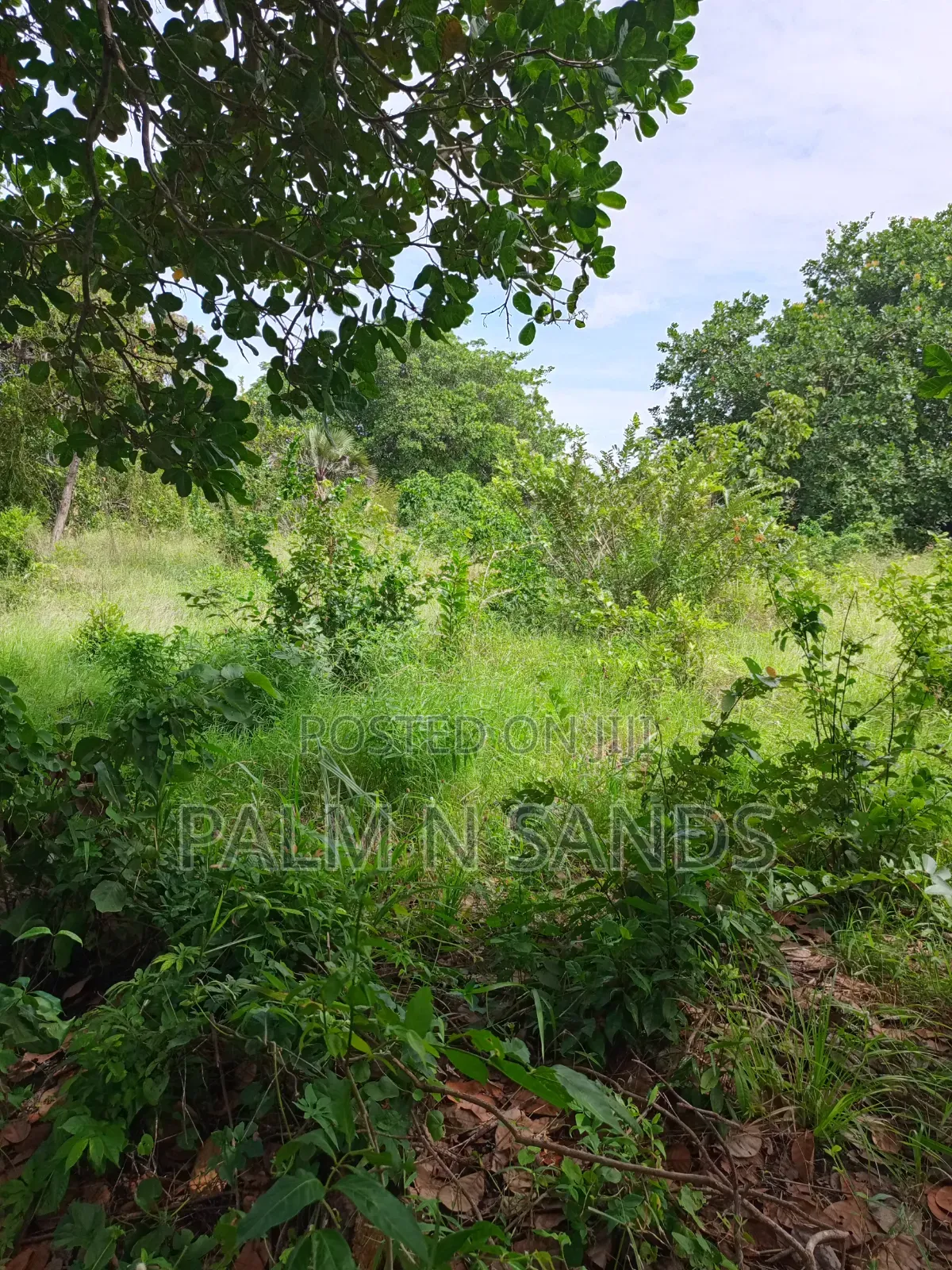 1.5 Acres in Kinondo Diani for Low Price Sale!