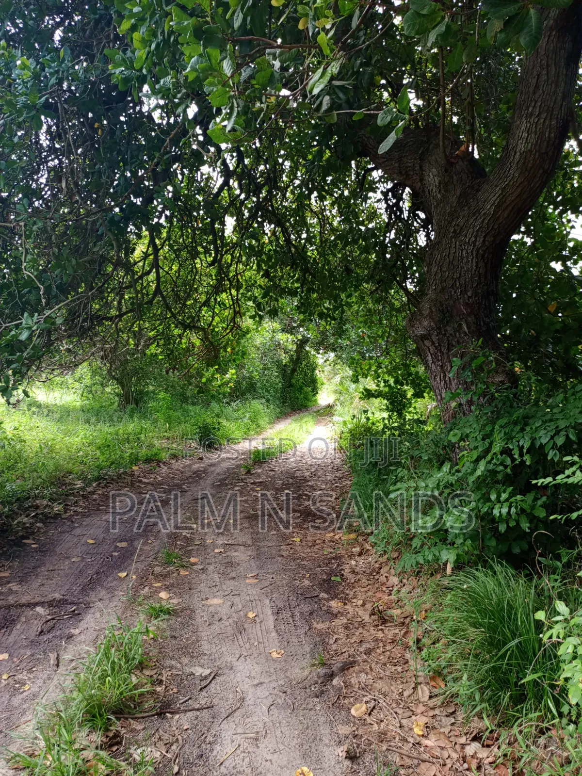 1.5 Acres in Kinondo Diani for Low Price Sale!