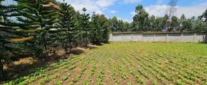 1⁄4 Plot for Sale in Annex Blossom Eldoret.