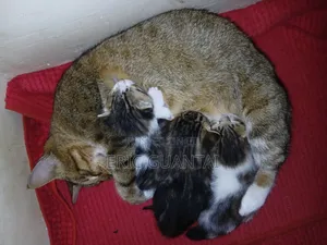 0-1 month Male Purebred British Shorthair