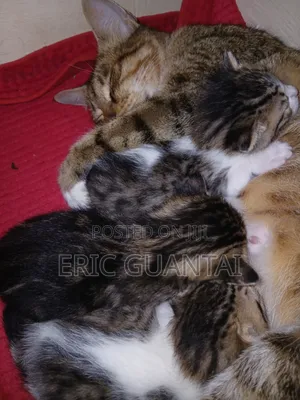 0-1 month Male Purebred British Shorthair
