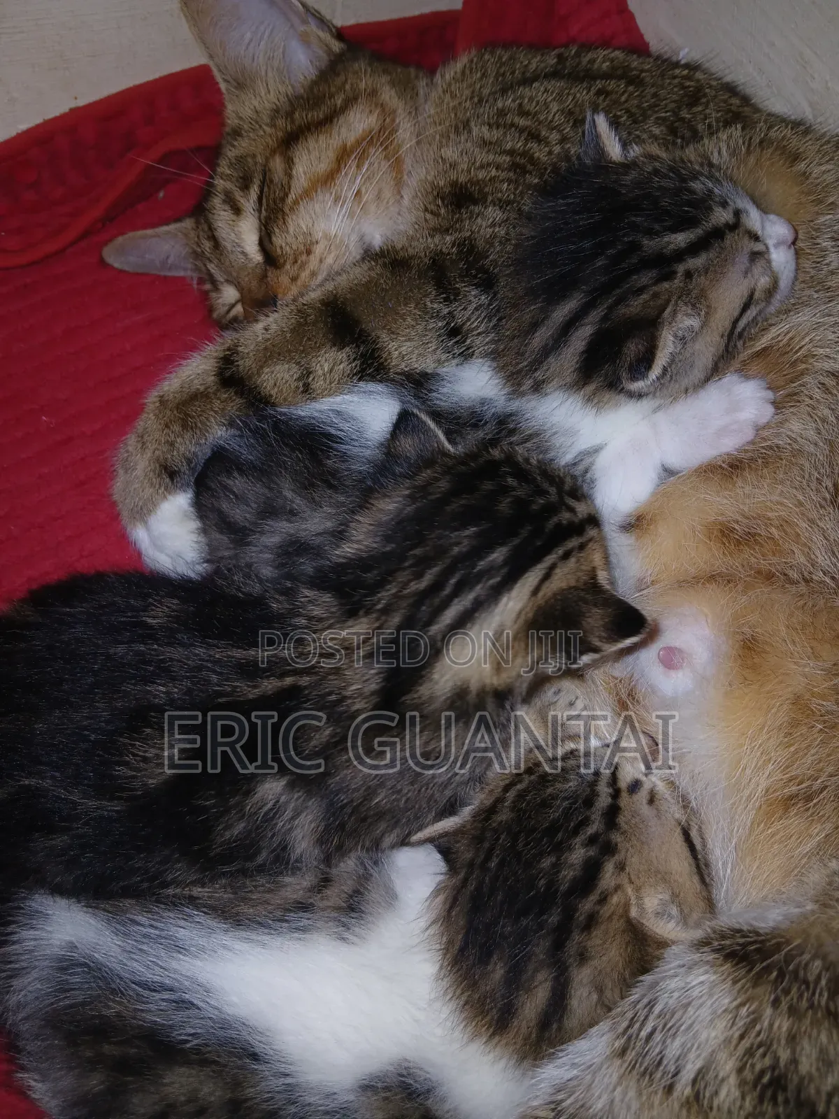 0-1 month Male Purebred British Shorthair