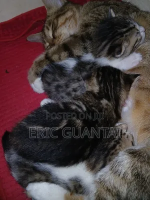 0-1 month Male Purebred British Shorthair