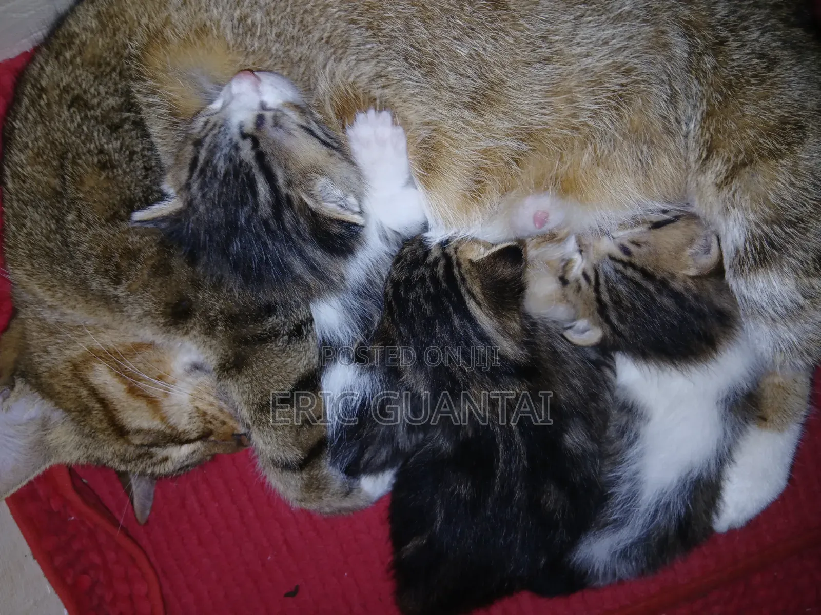 0-1 month Male Purebred British Shorthair