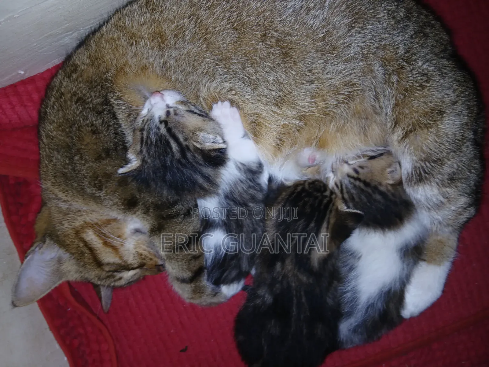 0-1 month Male Purebred British Shorthair