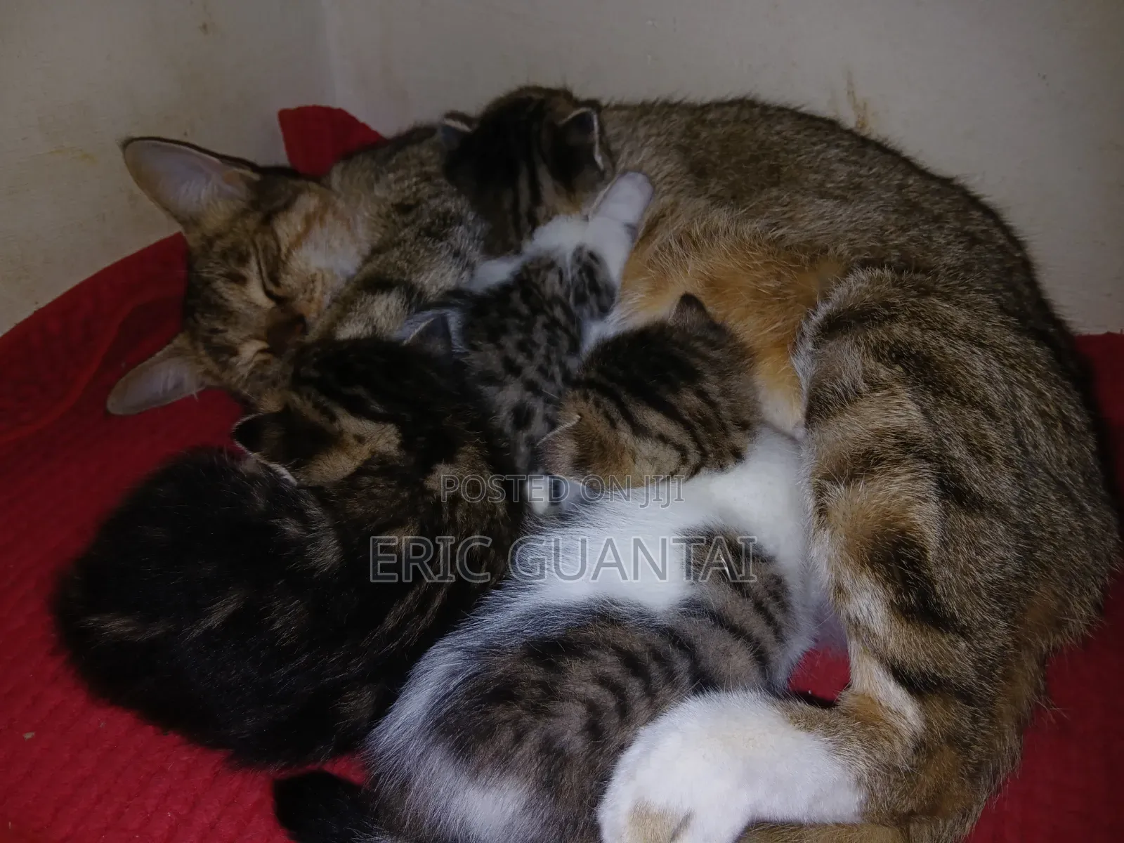0-1 month Male Purebred British Shorthair