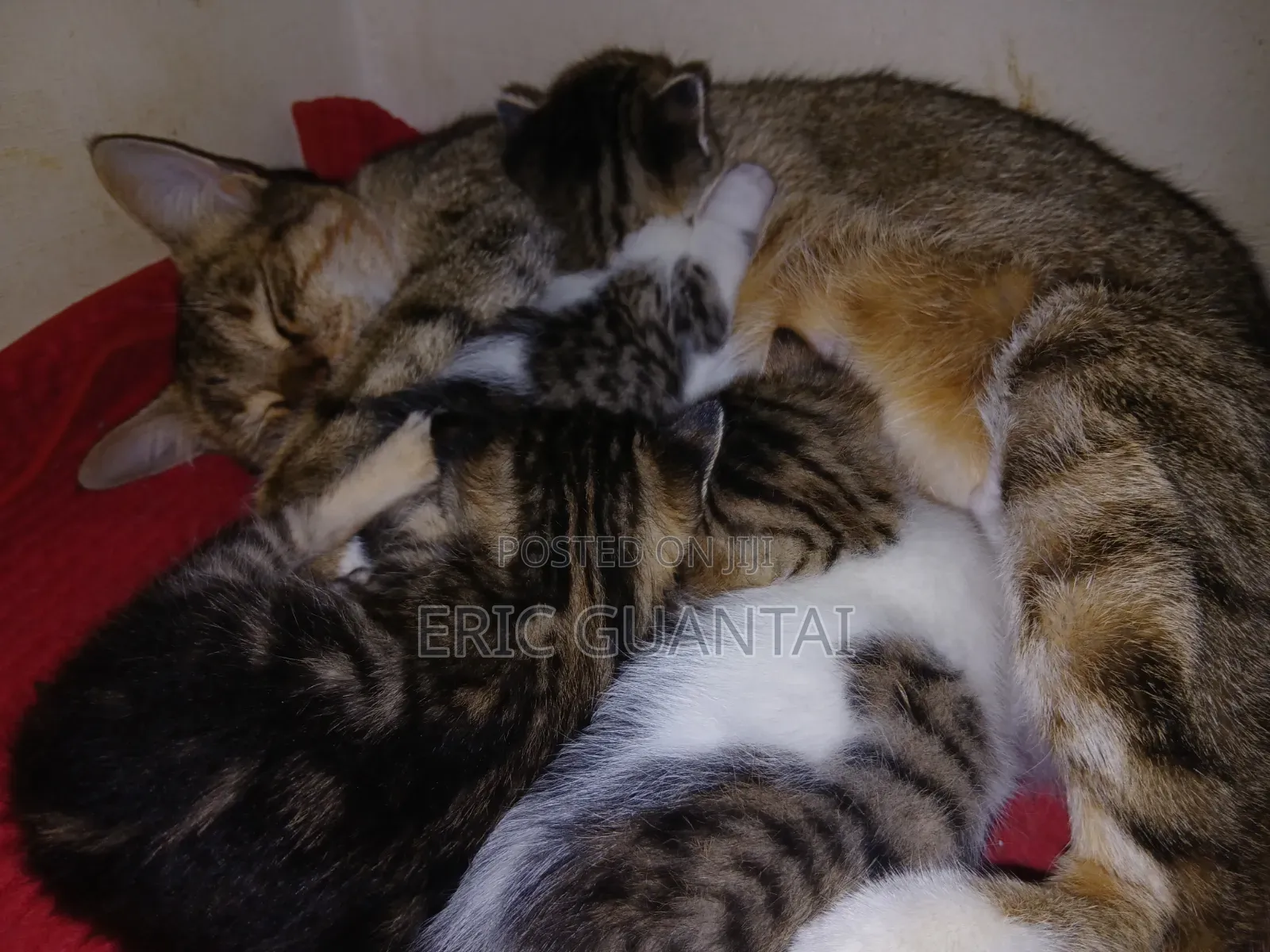 0-1 month Male Purebred British Shorthair
