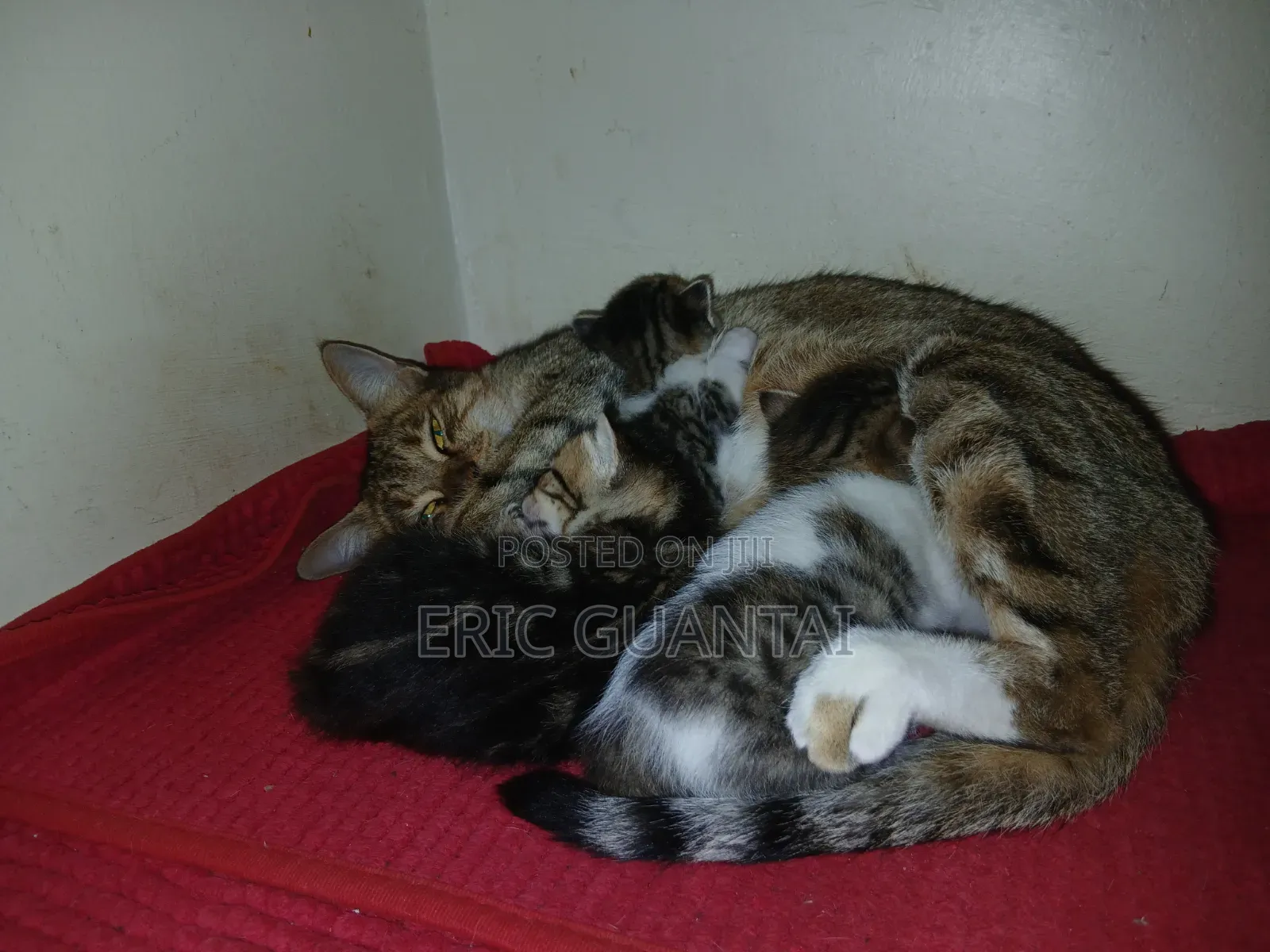 0-1 month Male Purebred British Shorthair