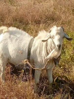 Buck Galla Goat