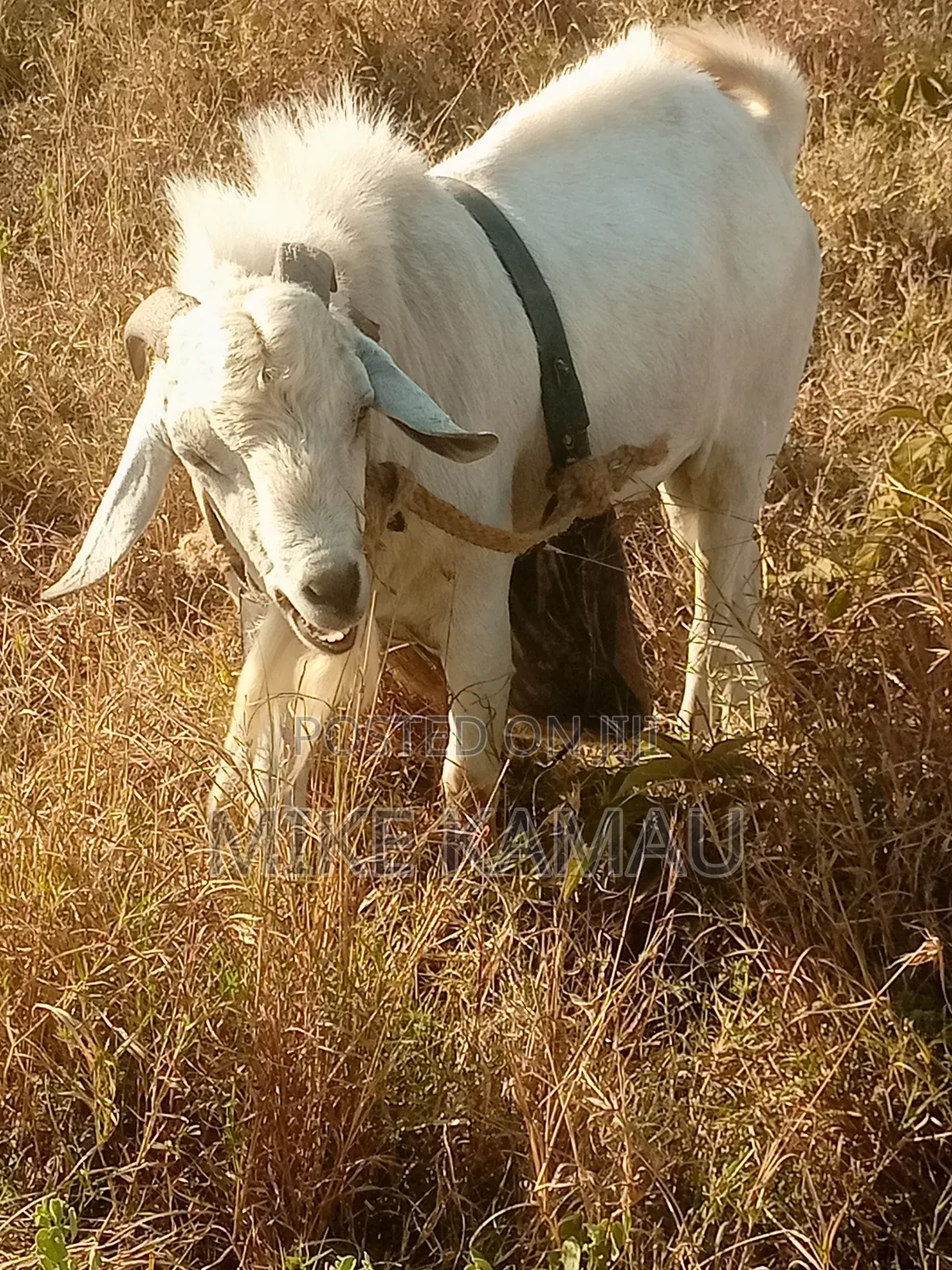 Buck Galla Goat
