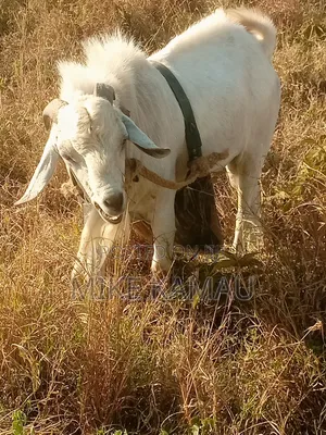 Buck Galla Goat
