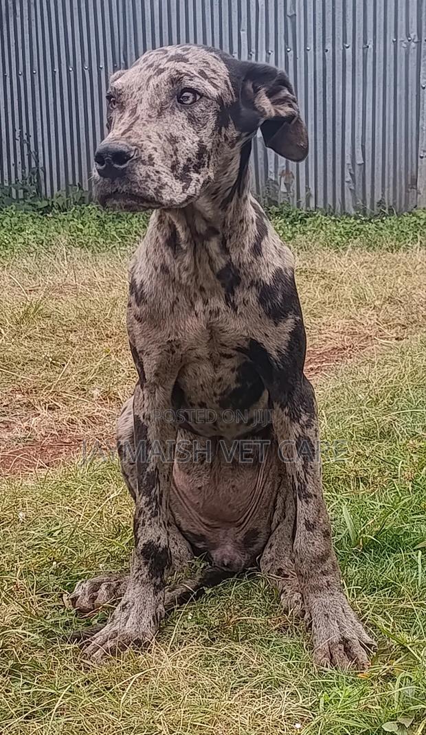 6-12 months Female Purebred Great Dane - thumbnail 3