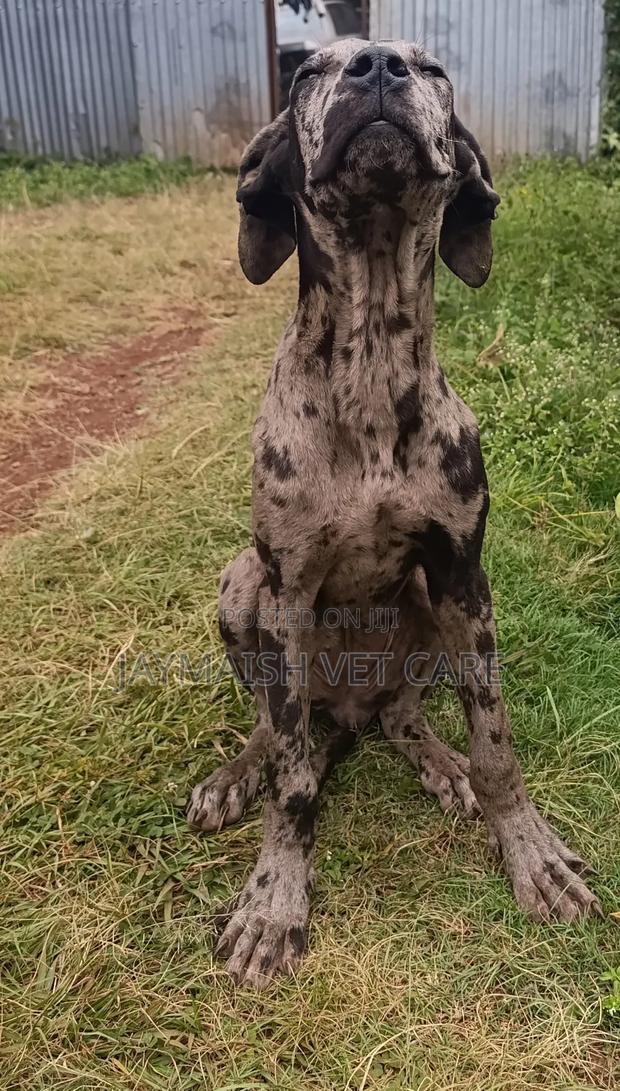 6-12 months Female Purebred Great Dane - thumbnail 5