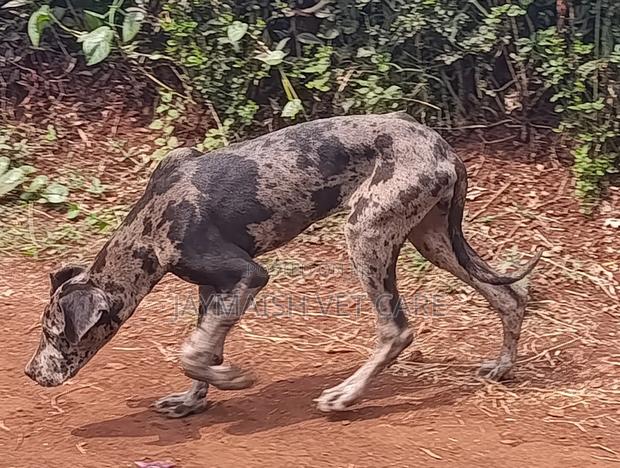 6-12 months Female Purebred Great Dane - thumbnail 7