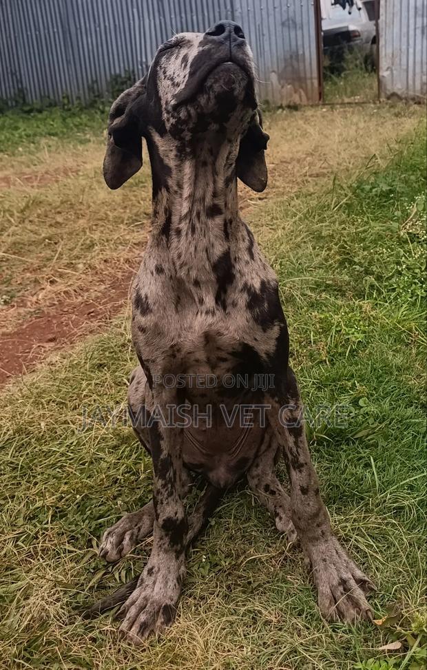 6-12 months Female Purebred Great Dane - thumbnail 8