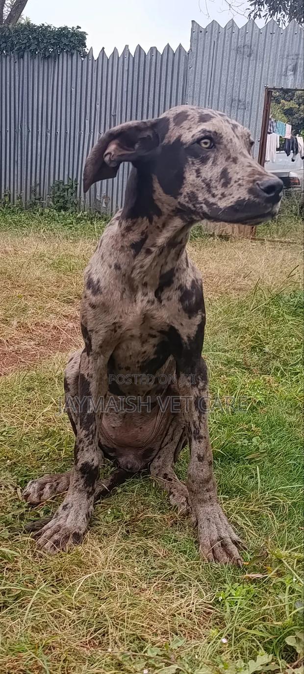 6-12 months Female Purebred Great Dane - thumbnail 9